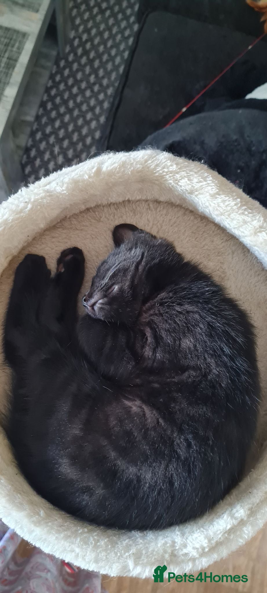 Mixed Breed cats one black cute kittens (male) - Advert 2