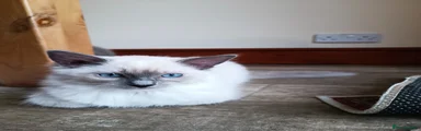 Ragdoll 2