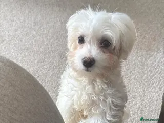 Maltese dogs Maltese male 4 months years old - Advert 2