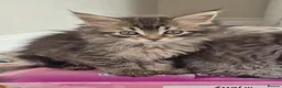 Maine Coon cats for sale: Maine Coon Kittens ready for there forever homes  - Advert 15