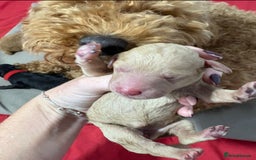 Cavapoochon dogs for sale: Cavapoochon  - Image 10