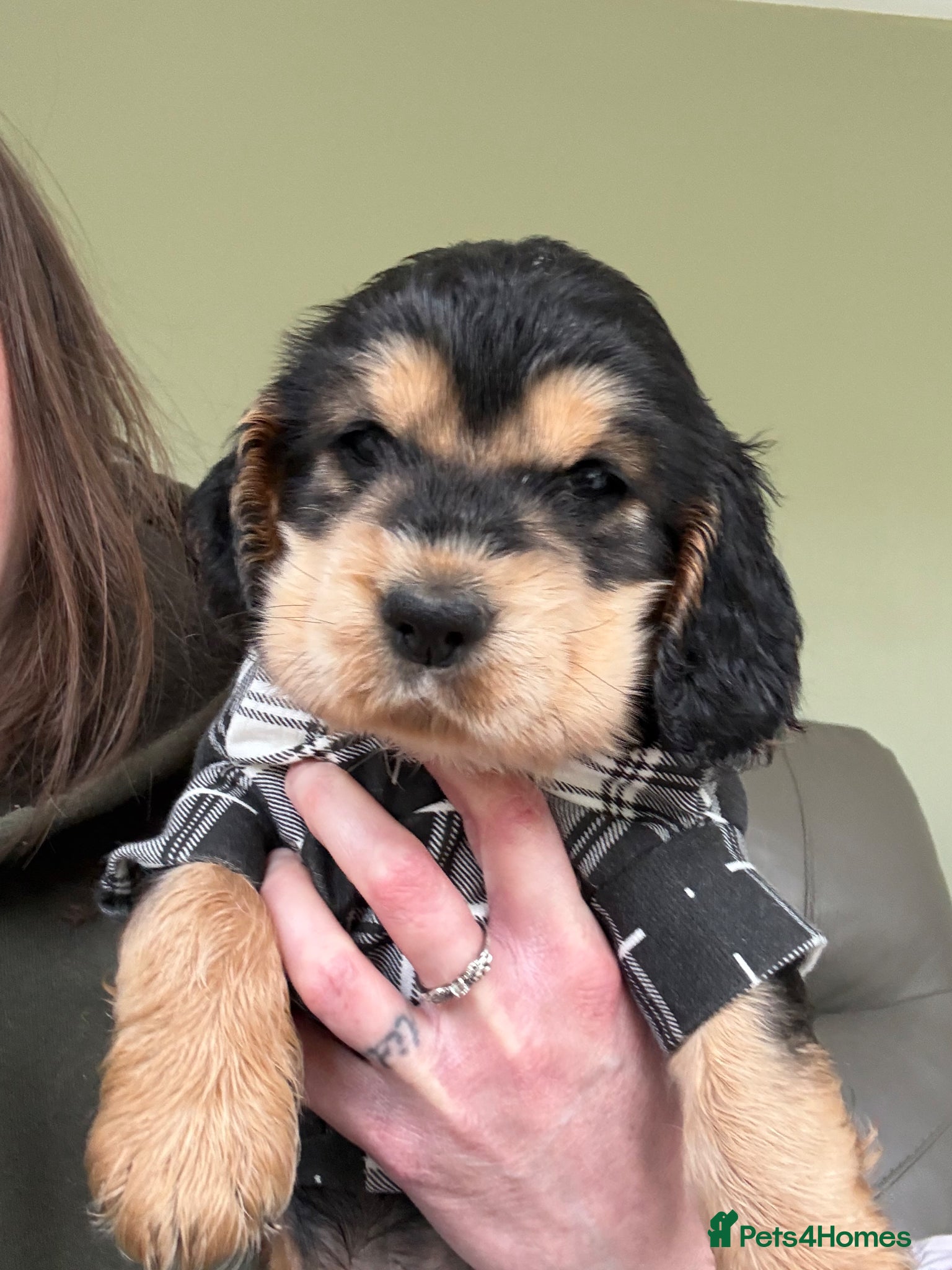 Cocker Spaniel dogs Beautiful Kc reg litter of show type cockers   - Advert 2