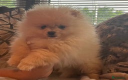 Pomeranian dogs for sale: Pomeranian  puppies  - Image 11