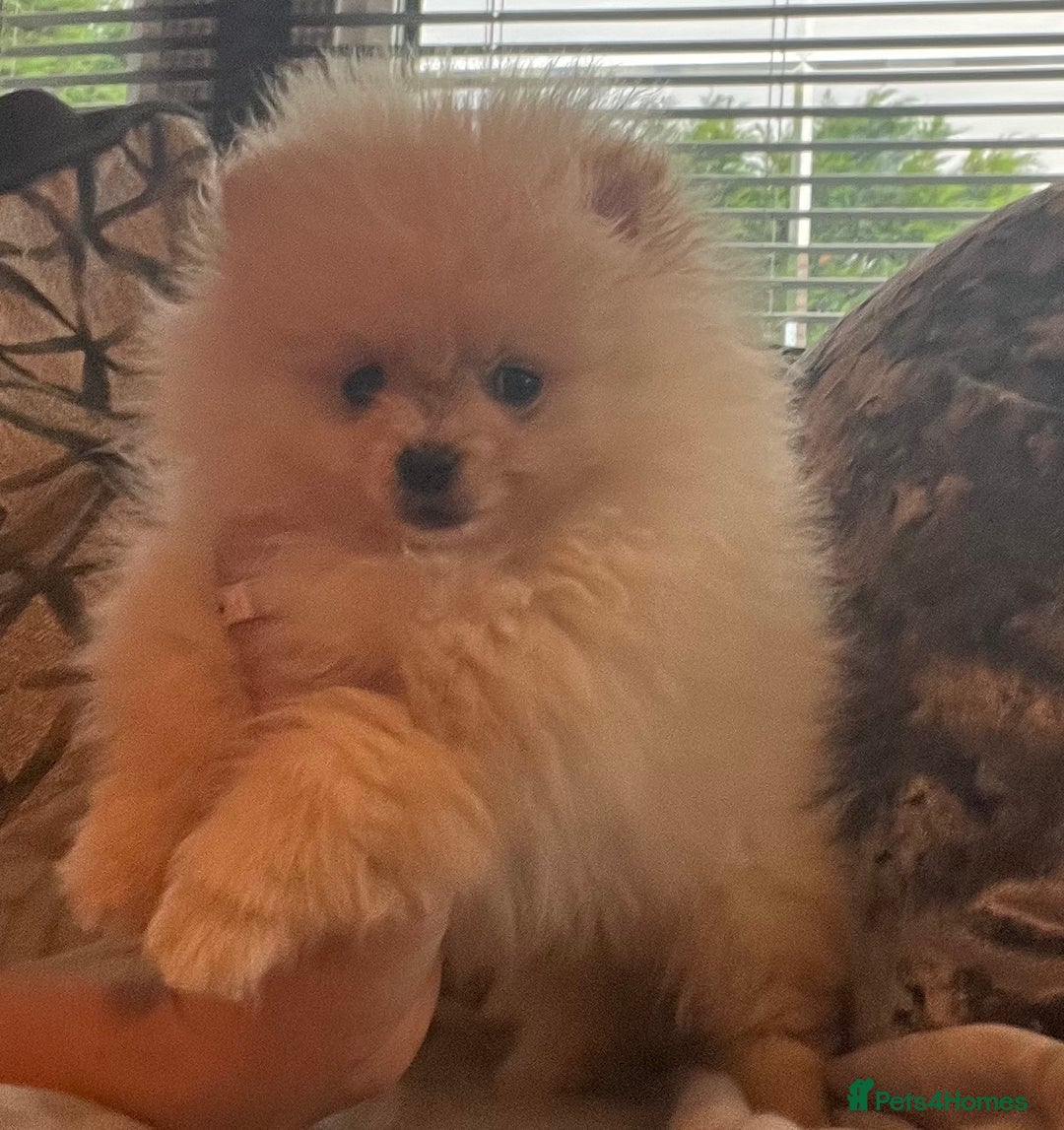 Pomeranian dogs for sale: Pomeranian  puppies  - Image 11
