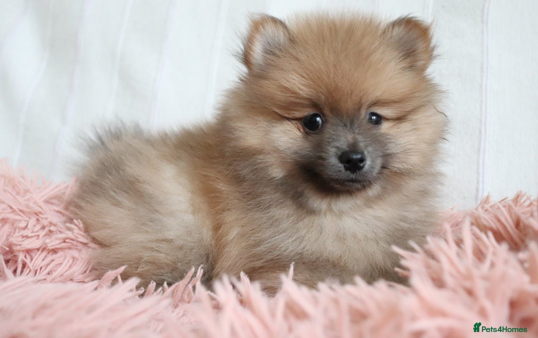 Pomeranian dogs for sale: Purebred Pomeranian Pups Raised with Love in LDN - Image 20