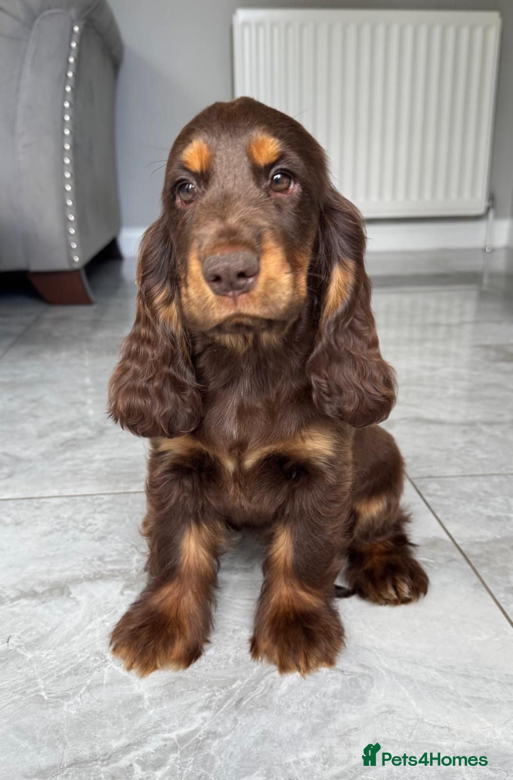 Cocker Spaniel dogs Choc & Tan Girl Simbawood Lines TRUE SHOW Cocker - Advert 10