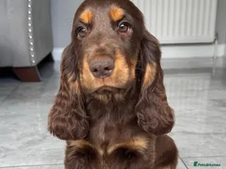 Cocker Spaniel dogs Choc & Tan Girl Simbawood Lines TRUE SHOW Cocker - Advert 10