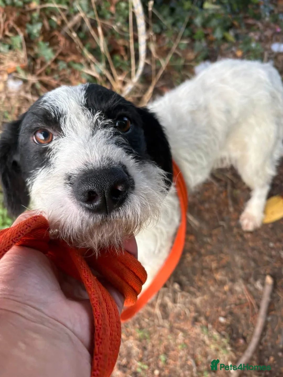 Mixed Breed dogs for adoption: Dylan - Norwich Norfolk  - Advert 2