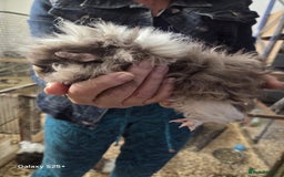 Guinea Pig rodents for sale: Lunkarya Guinea Pig Babies - Image 11