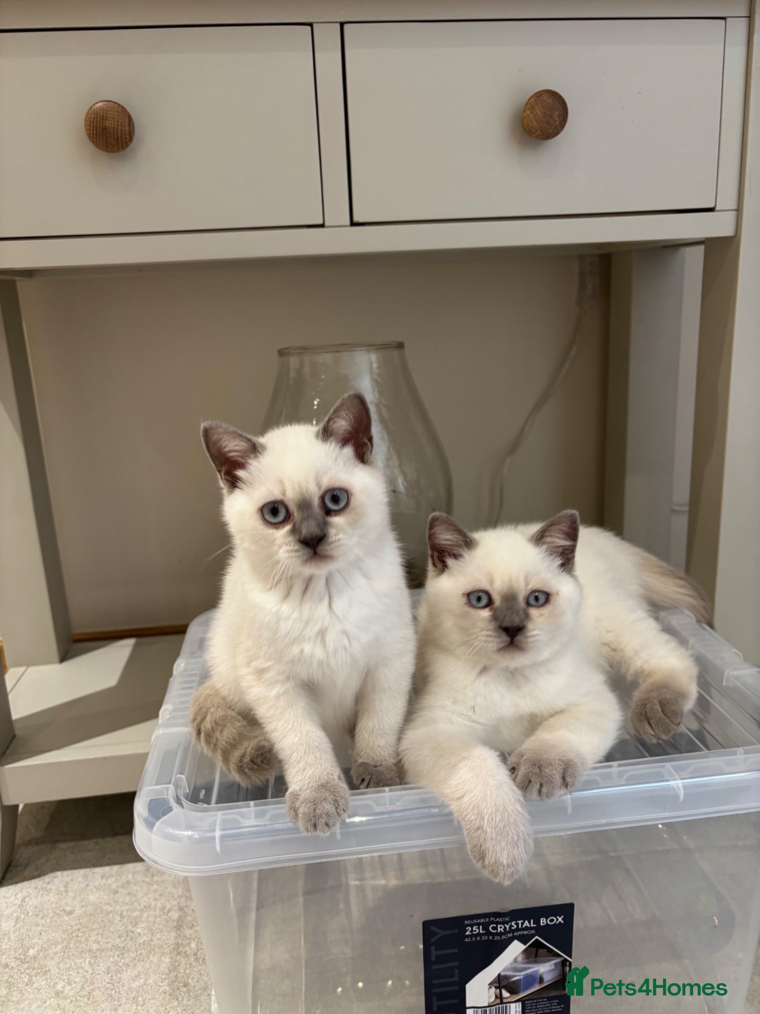 British Shorthair cats British shorthair colourpoint kittens - Advert 1