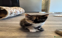 Persian cats for sale: Persian Kittens  - Image 41