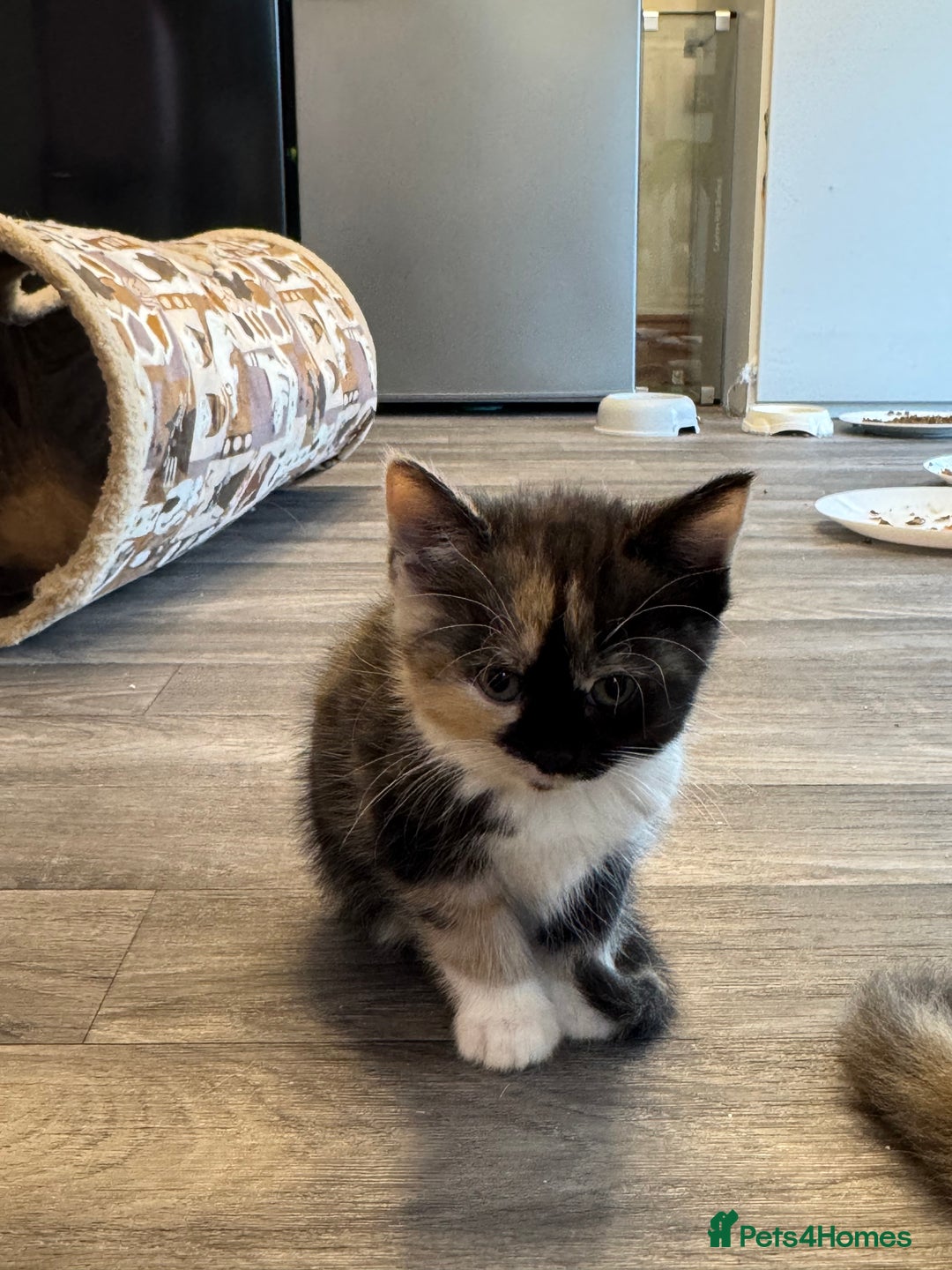 Persian cats for sale: Persian Kittens  - Image 41