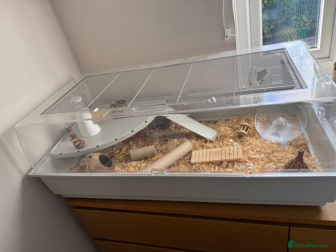 Hamster rodents for sale: 2 Female Roborovski Dwarf Hamsters  - Image 5