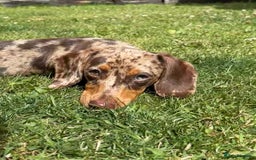 Miniature Dachshund dogs for sale: Stunning 6 months female dapple puppy - Image 2