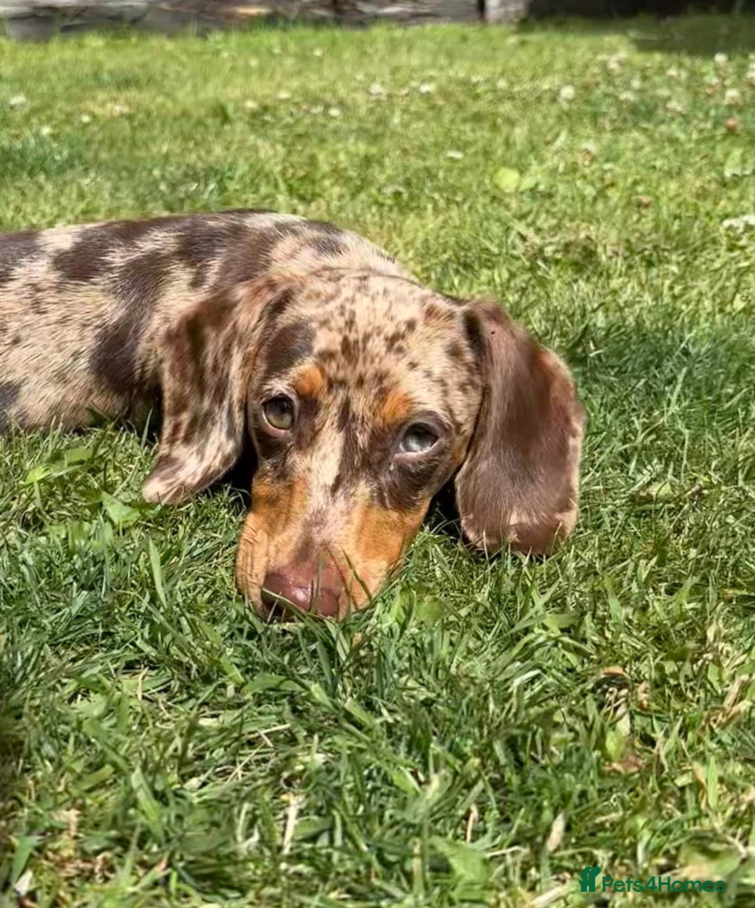 Miniature Dachshund dogs for sale: Stunning 6 months female dapple puppy - Image 2