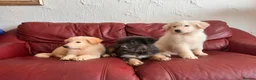 German Shepherd dogs for sale: Stunning quality GSD pups looking for new home!  - Advert 16