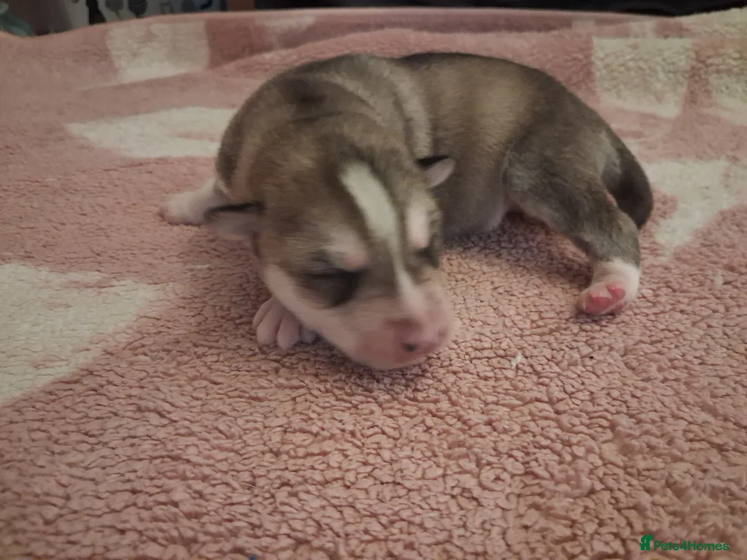 Siberian Husky dogs for sale: Sandra  - Advert 35