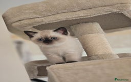 Scottish Fold cats for sale: Scottish fold kittens 😸  - Image 6