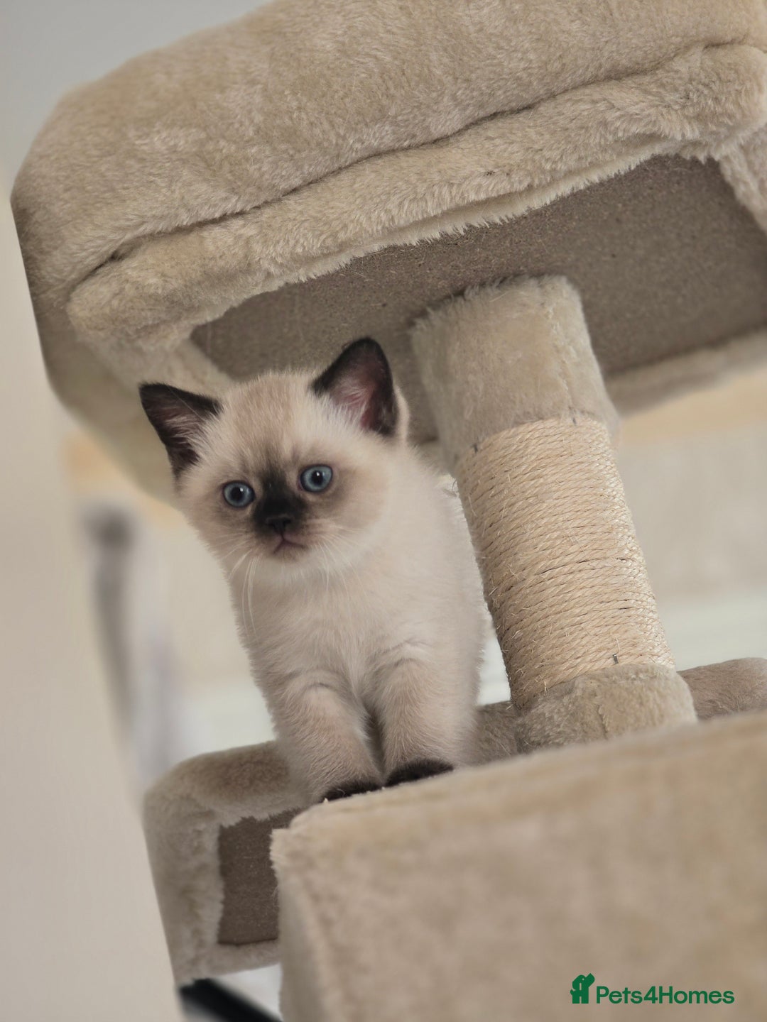 Scottish Fold cats for sale: Scottish fold kittens 😸  - Image 6