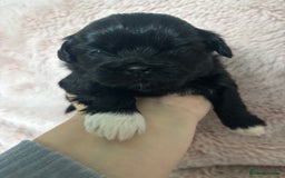 Shih Tzu dogs for sale: Imperial Shih Tzu male - Advert 8