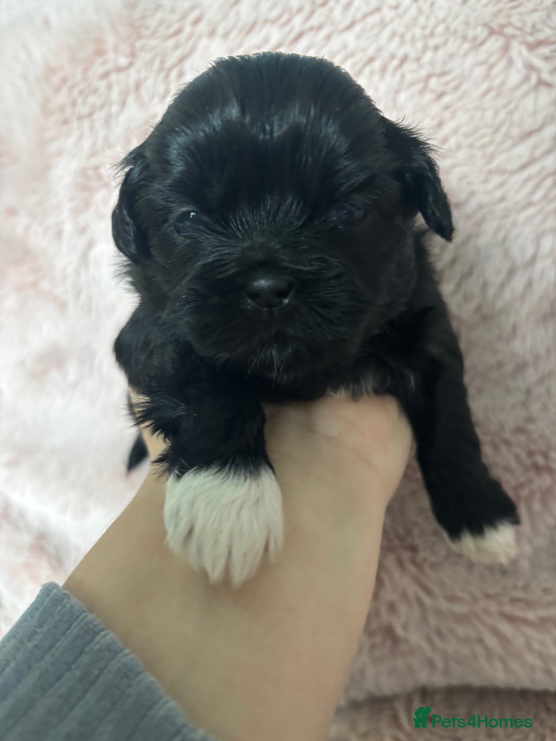Shih Tzu dogs for sale: Imperial Shih Tzu male - Advert 8
