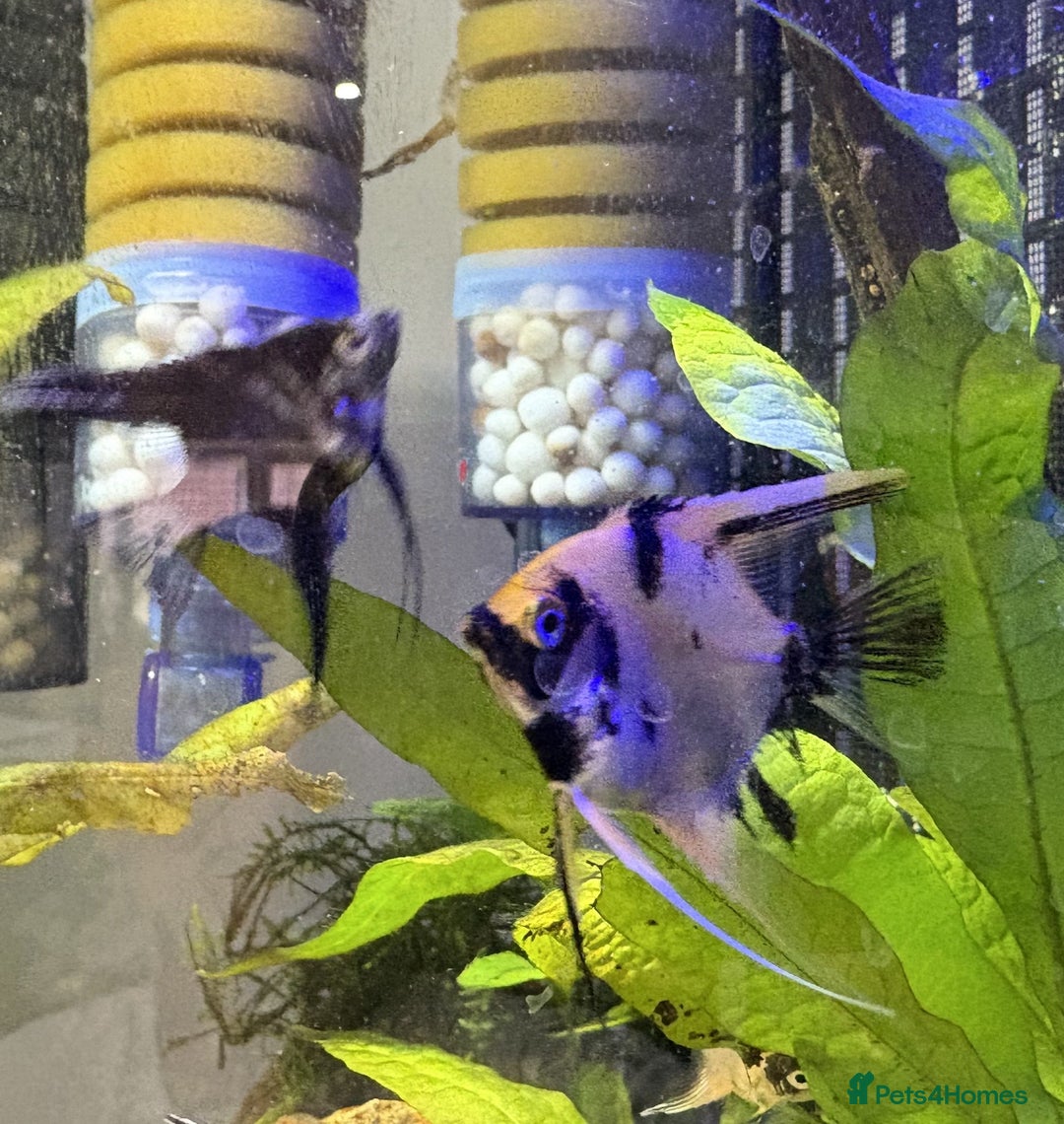 Angelfish fish for sale: Angelfish for Sale in Dagenham - Image 4