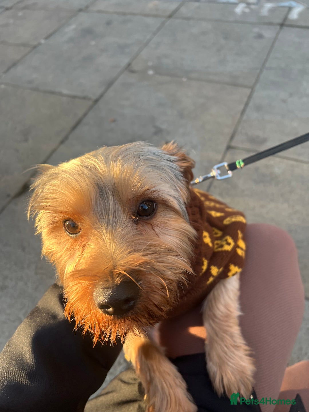 Yorkshire Terrier dogs for sale: Yorkshire terrier  - Advert 4