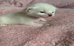 Siamese cats for sale: Siamese x Maine coon  - Advert 15