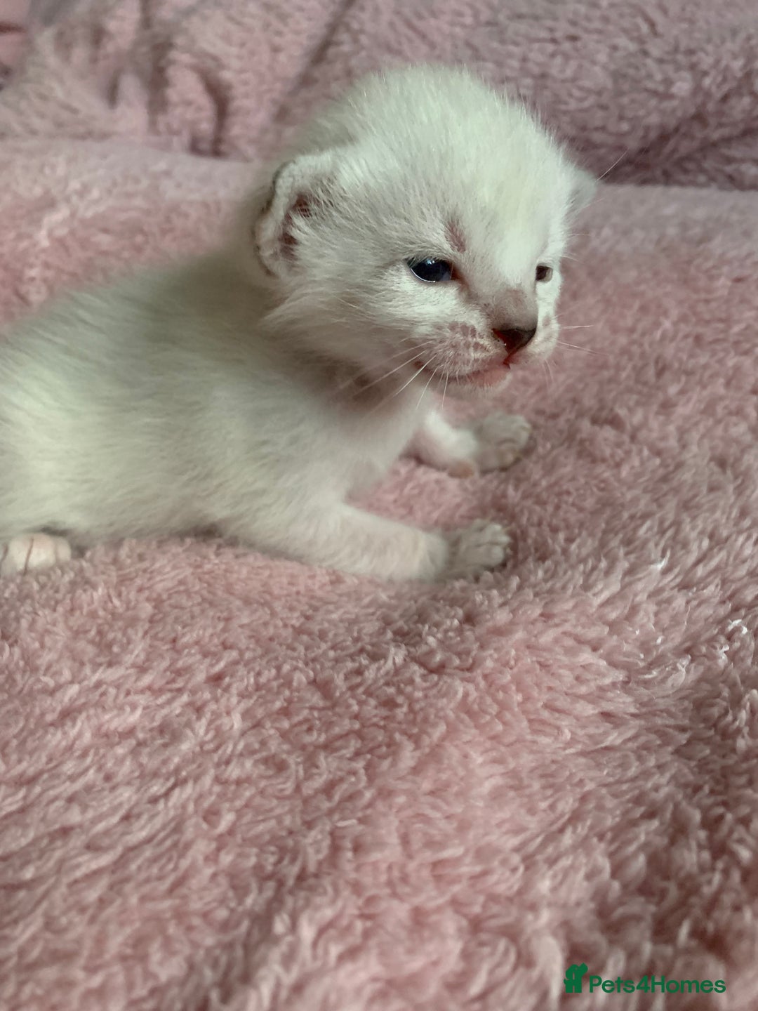 Siamese cats for sale: Siamese x Maine coon  - Advert 15