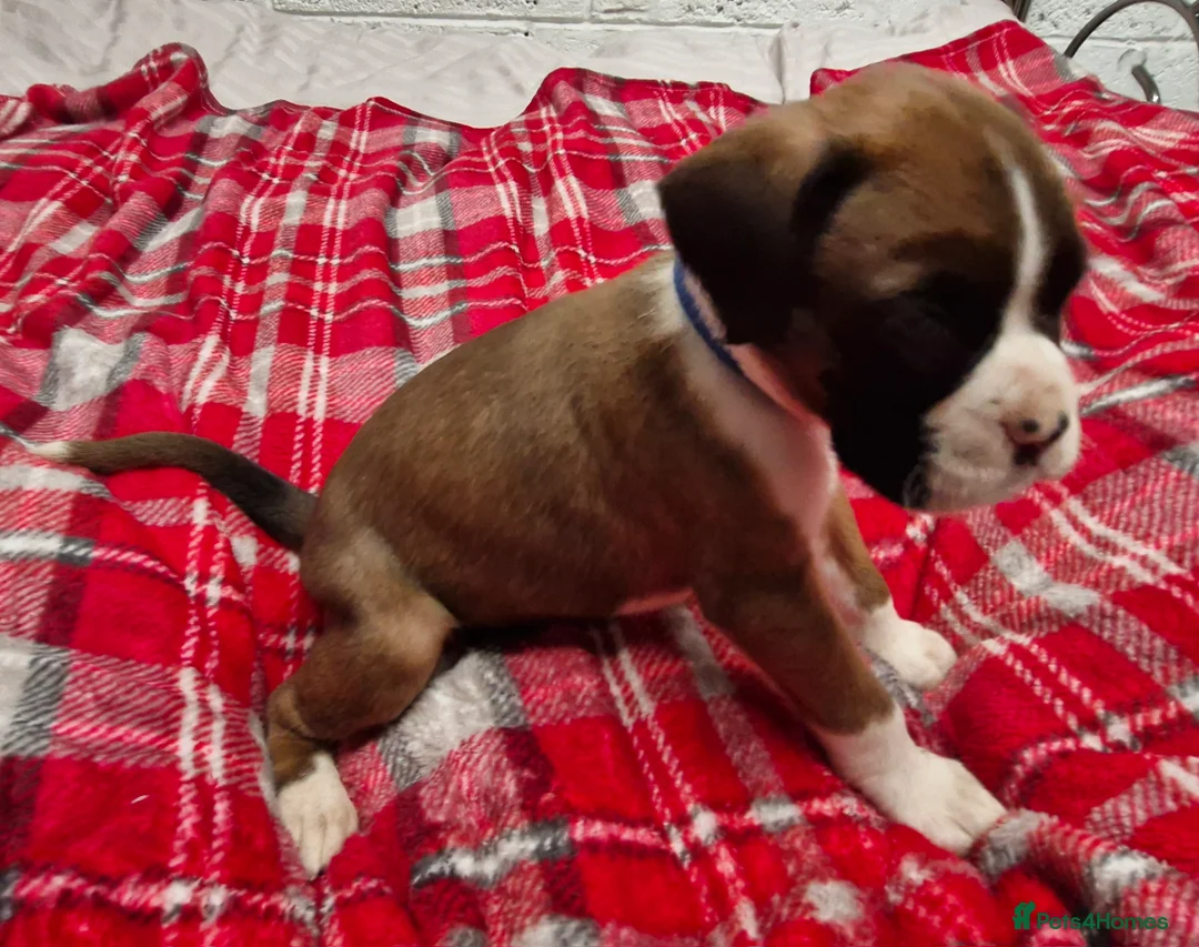 Boxer dogs for sale: Kc boxer puppies - Advert 18
