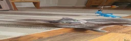 Russian Blue cats for sale: 🐾 Beautiful Russian Blue Kittens for Sale 🐾 - Advert 17