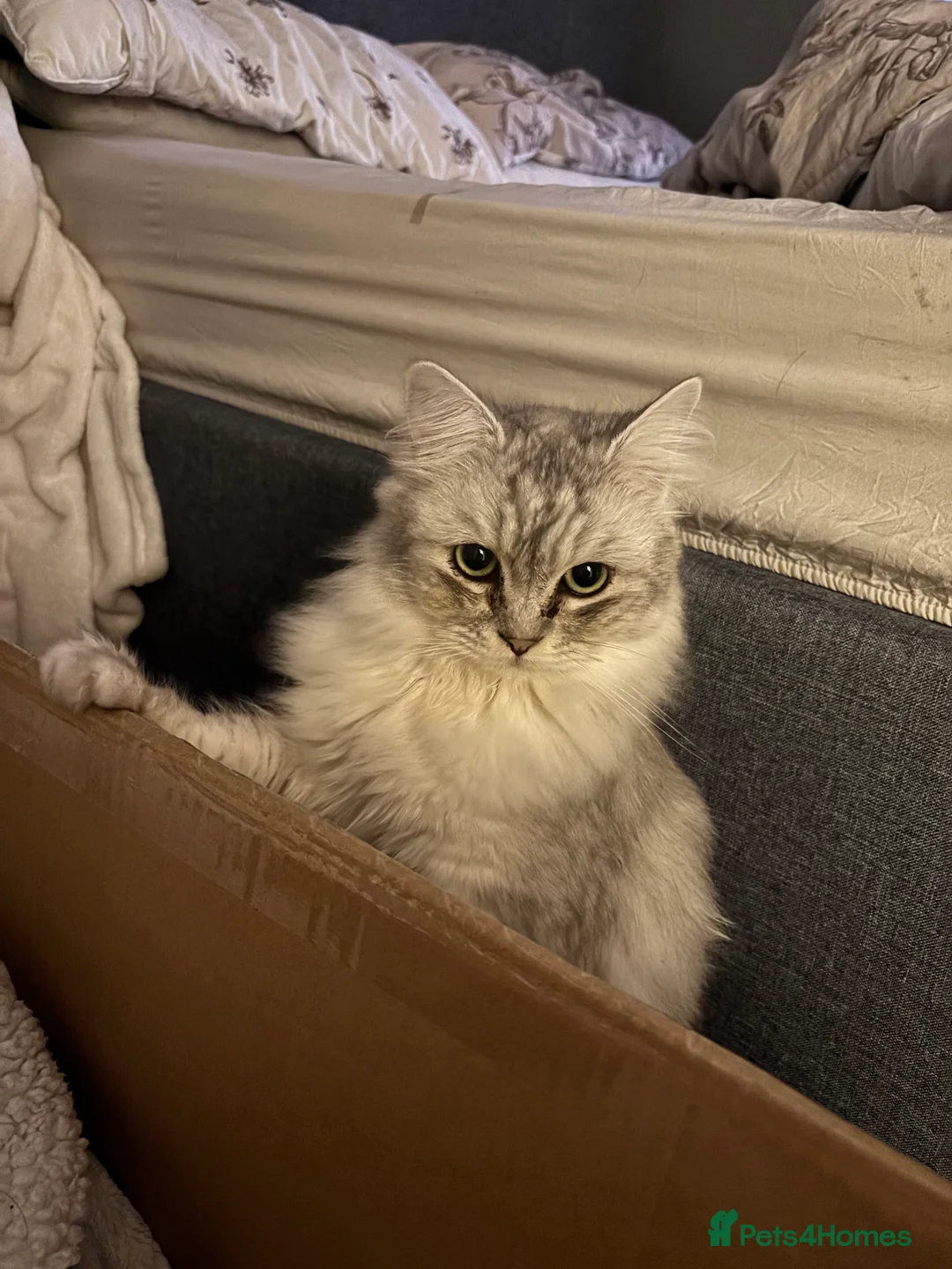 Ragdoll cats for sale: Ragdoll Boy Cat  - Advert 7