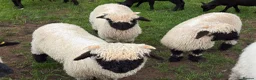 Sheep livestock for sale: 2 Valais Blacknose Lambs (Wethers) for sale - Advert 3