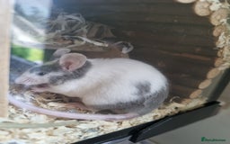 Mouse rodents for sale: Male mice - Image 2