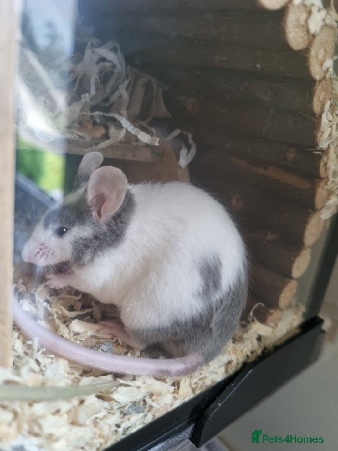 Mouse rodents for sale: Male mice - Image 2