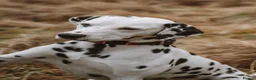 Dalmatian dogs for stud: Male  - Advert 7