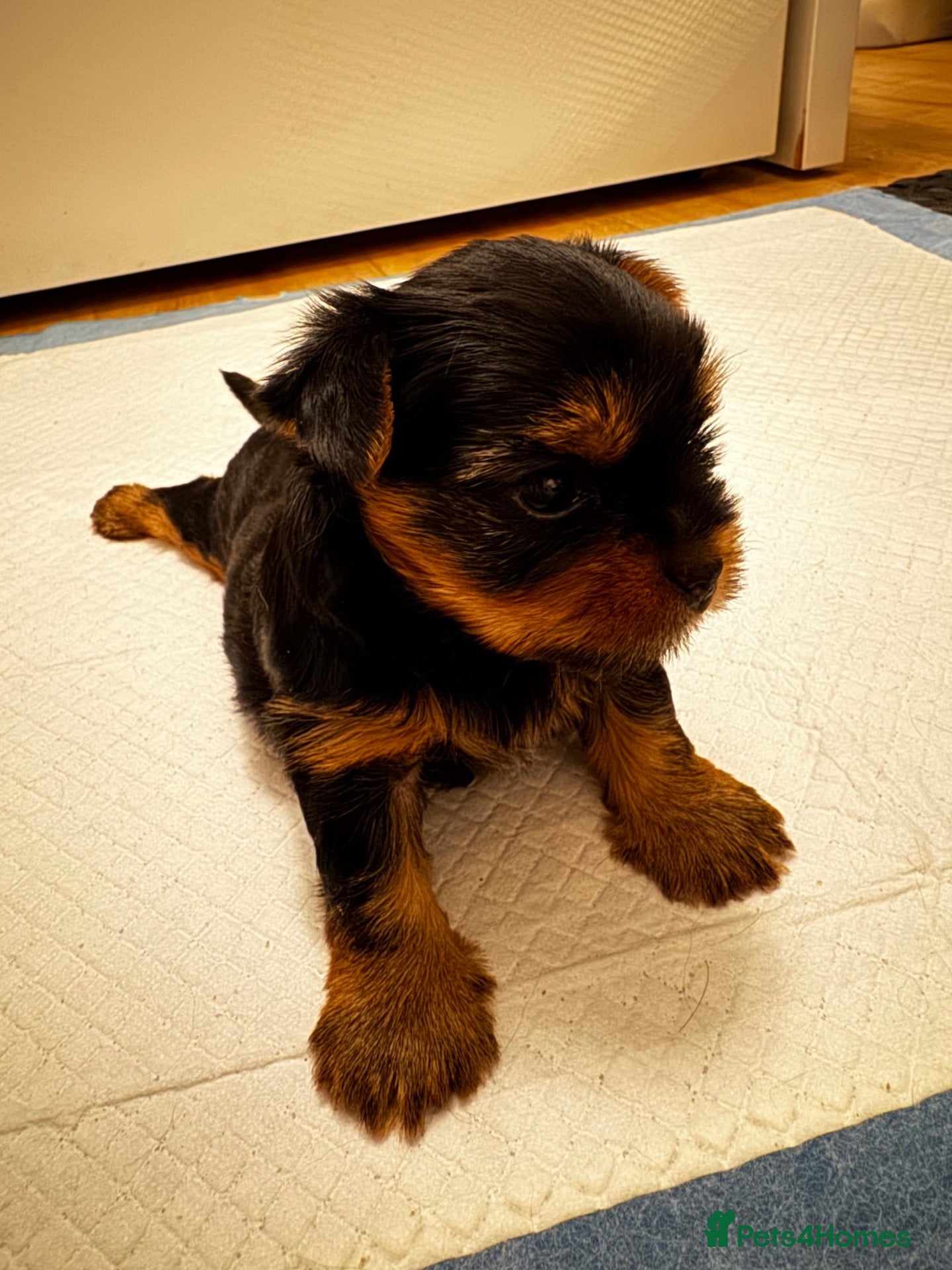 Yorkshire Terrier dogs Beautiful handsome🐶 Yorkshire Terrier Boy - Advert 6