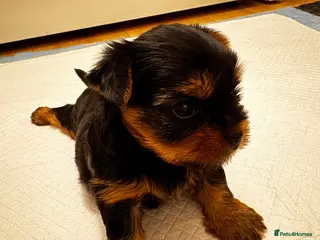 Yorkshire Terrier dogs Beautiful handsome🐶 Yorkshire Terrier Boy - Advert 6