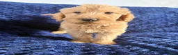 Labradoodle dogs for sale: Ready Now! Beautiful F1b Labradoodles  - Advert 30