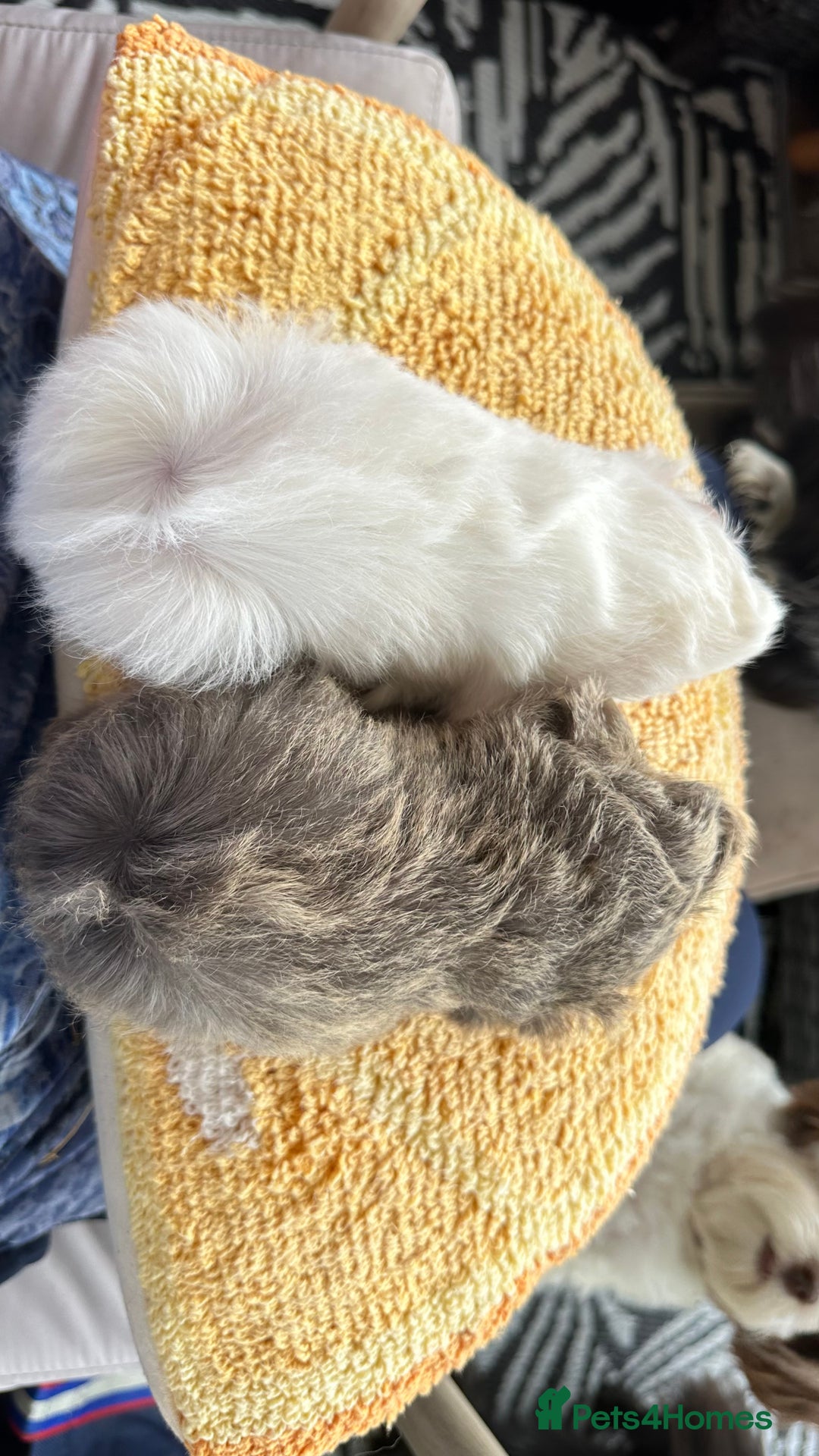 Guinea Pig rodents for sale: 2 Peruvian boar’s  in Wickford - Image 3