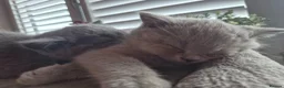 British Shorthair cats for sale: 3 British Shorthair Girls Lilac and Blue - Advert 9