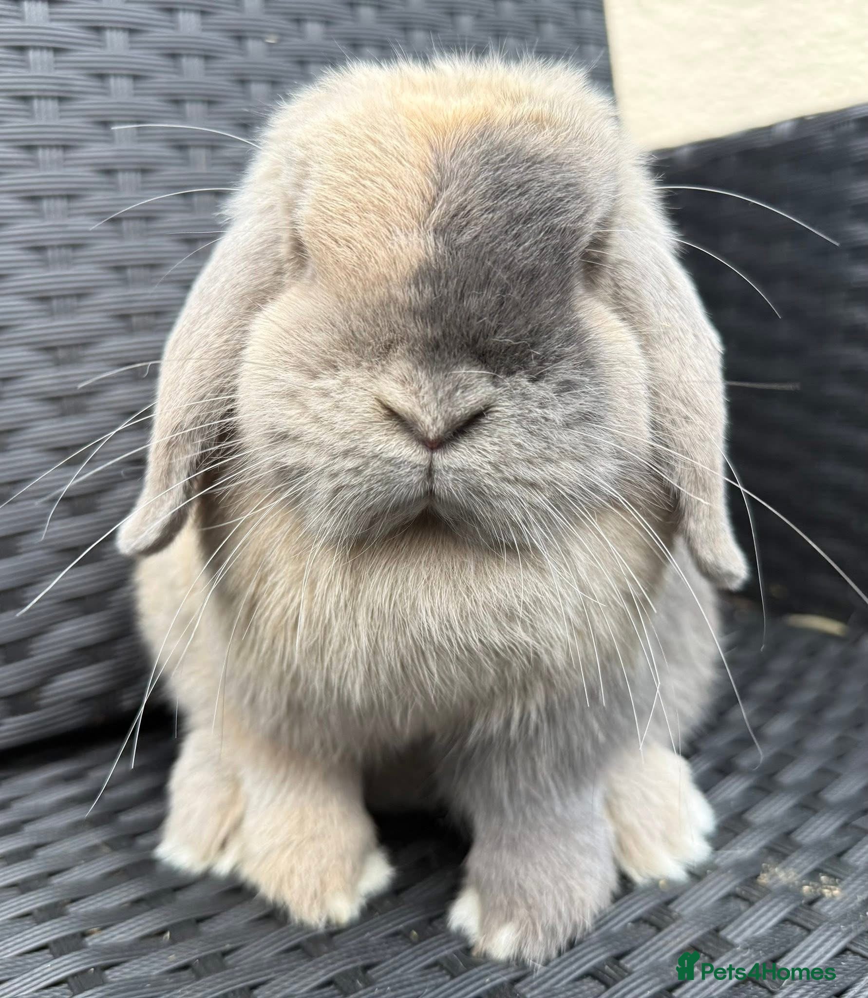 Mini Lop rabbits Blue Harli vc doe mini lop - Advert 17