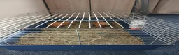 Guinea Pig rodents for sale: Two Lovely Male Guinea Pigs – Free to a Good Home - Advert 5