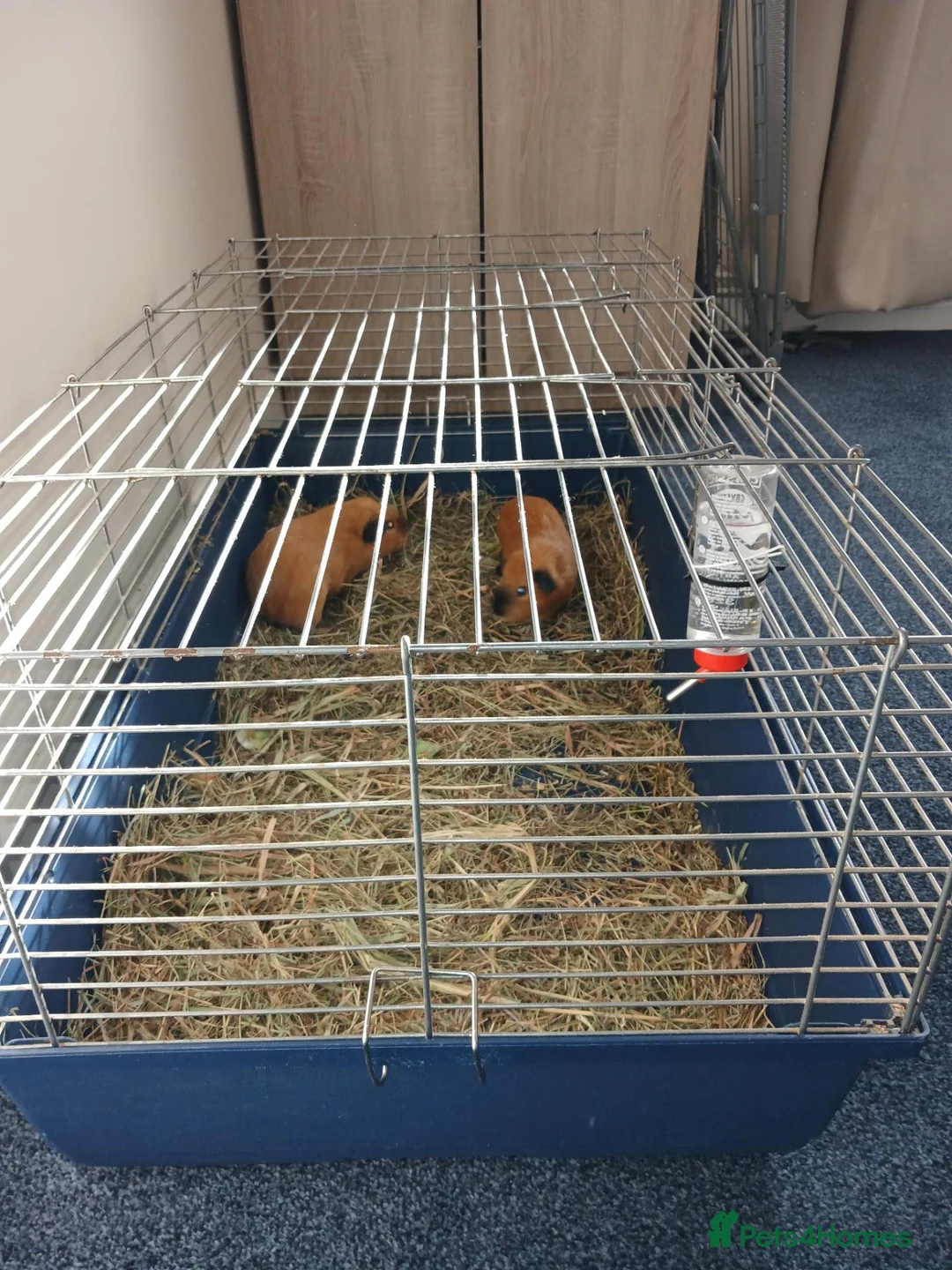 Guinea Pig rodents for sale: Two Lovely Male Guinea Pigs – Free to a Good Home - Advert 5