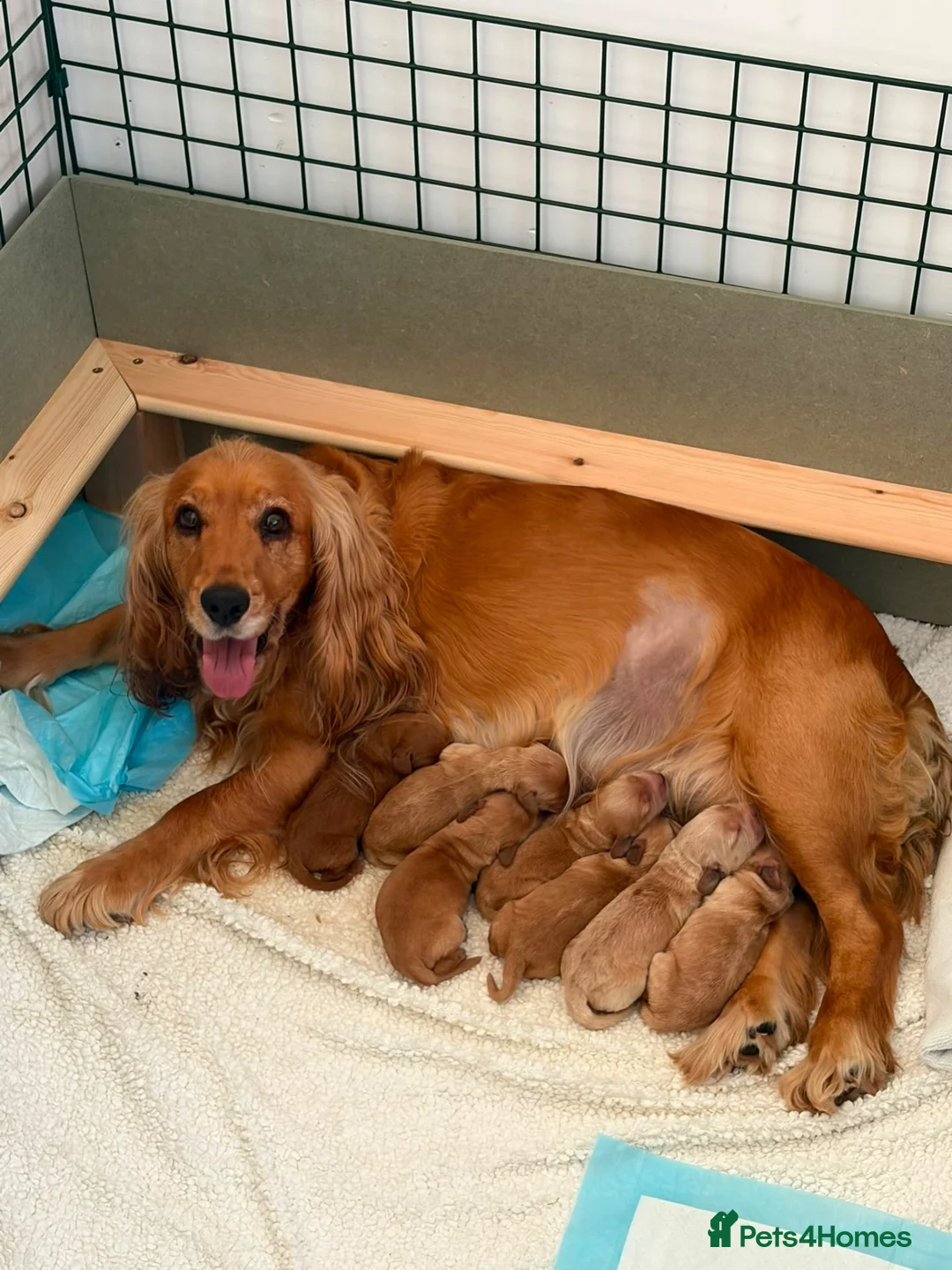 Cockapoo dogs for sale: Beautiful Cockapoo Puppies – £1,500 each - Advert 2