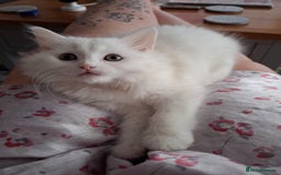 Persian cats for sale: Beautiful Nine week old Turkish Angora Female - Image 5