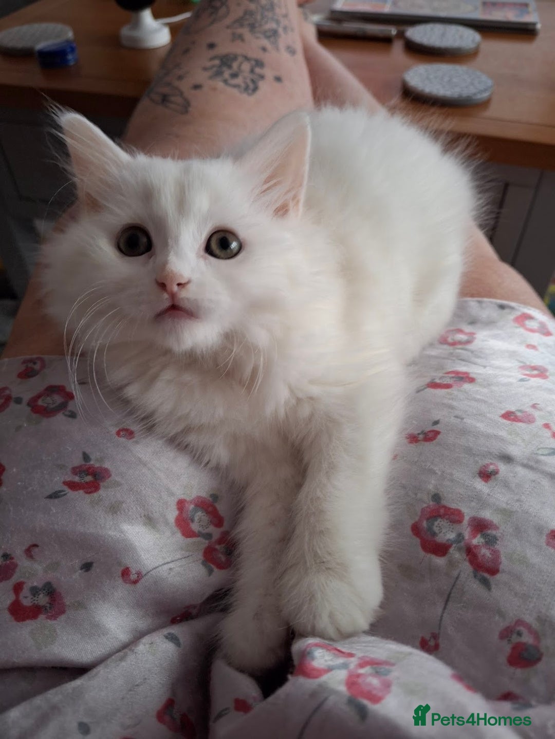 Persian cats for sale: Beautiful Nine week old Turkish Angora Female - Image 5