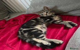 Mixed Breed cats for sale: Two beautiful brothers needing a forever home  - Image 8