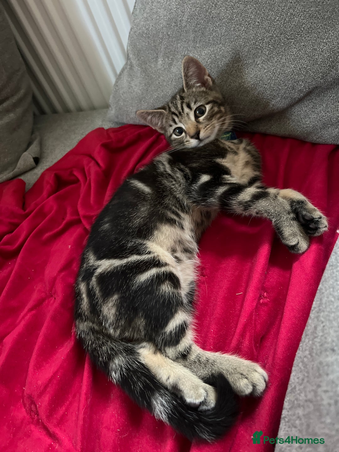 Mixed Breed cats for sale: Two beautiful brothers needing a forever home  - Image 8