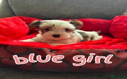Biewer Terrier dogs for sale: beautiful pups  - Image 3